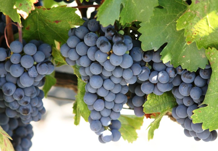 Cabernet-Sauvignon-Grapes
