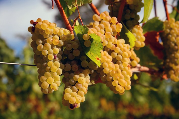 chardonnay-grapes-at-dusk